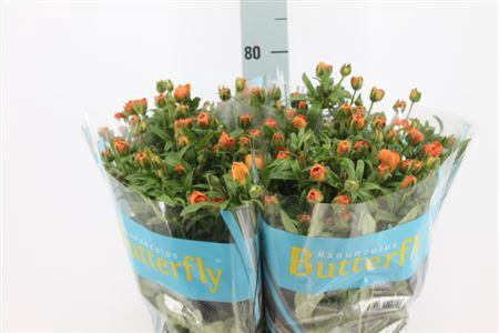 <h4>Ranunculus Butterfly Galathea 70cm</h4>