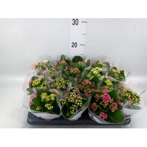 Kalanchoe blos. 'RoyalDon'   ..mix