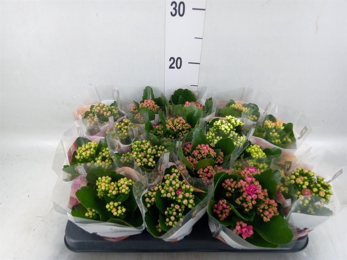 <h4>Kalanchoe blos. 'RoyalDon'   ..mix</h4>