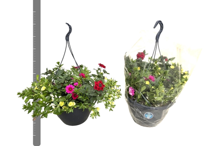 <h4>PERKPL GEM IN POT</h4>