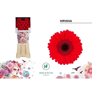 Ge Mi Nirvana