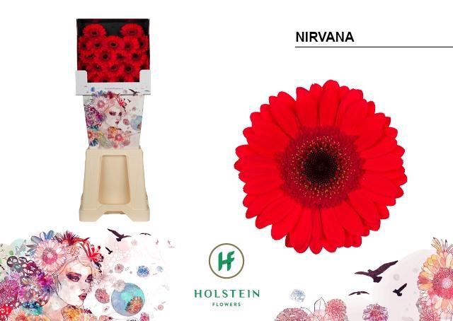 <h4>Germini Nirvana Diamond</h4>