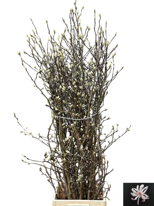 <h4>MAGNOLIA OV</h4>