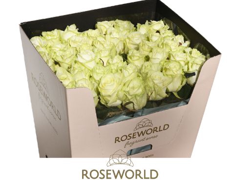 <h4>Rozen White Naomi 70cm</h4>