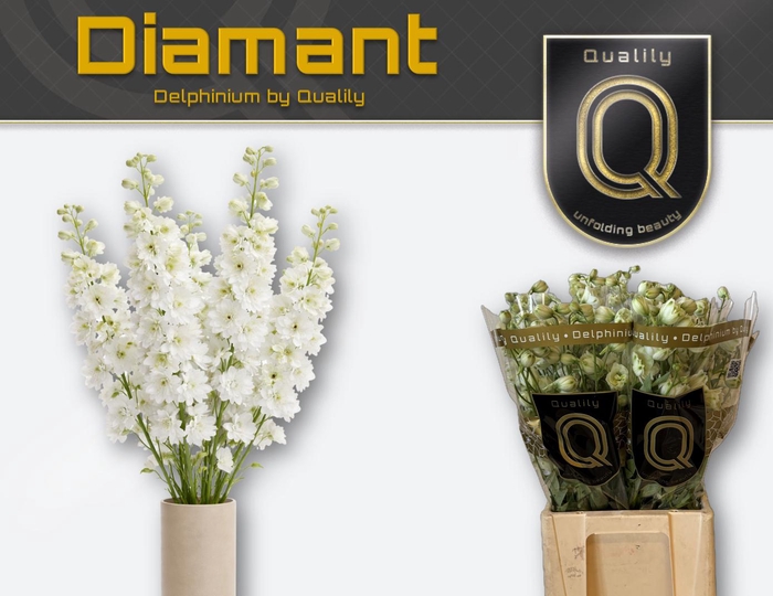 <h4>DELPH DU DELP DIAMAN 70CM X40</h4>