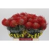 Nutans Ayoba Red