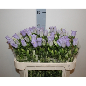 CAMP M CHAMPION LAVE