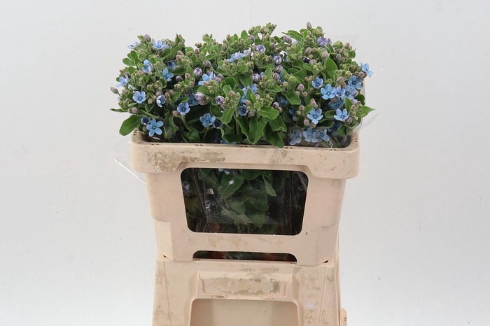 <h4>Oxy Co Tan Pure Blu</h4>