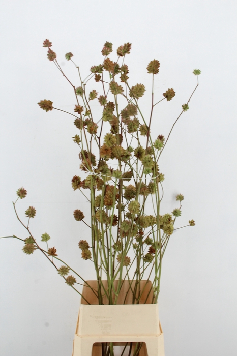 <h4>GLYCYRRH YUNNANEN ZD 160CM</h4>