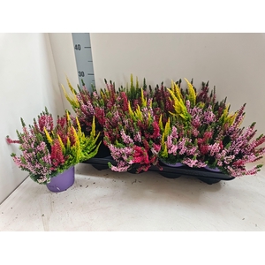CALLU BL S TRI ME GP