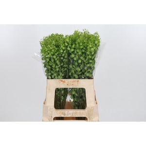 Lepidium Butterfly
