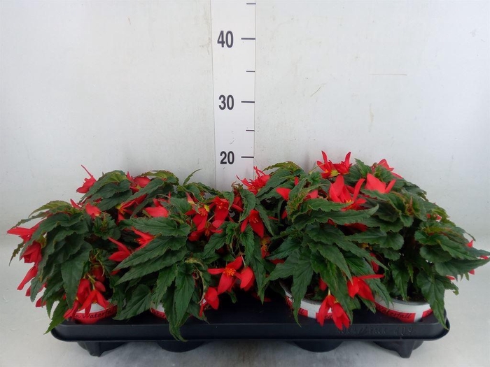 <h4>Begonia boliv. 'Wfall Dr Be Red'</h4>