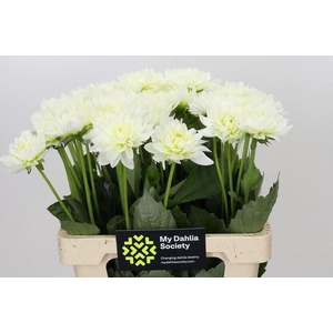 Dahlia DE 'Karma Maarten Zwaan'
