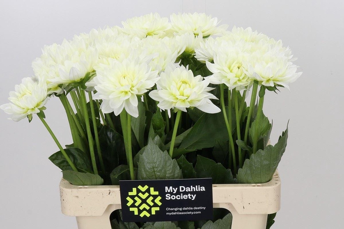 <h4>Dahlia DE 'Karma Maarten Zwaan'</h4>