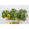 Helianthus Orange Fire