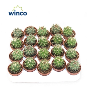 Thelocactus Nidulans