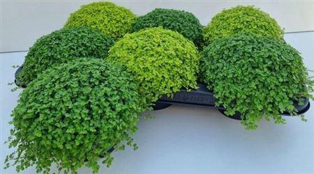 <h4>Solei Sol Gem 2 Srt</h4>