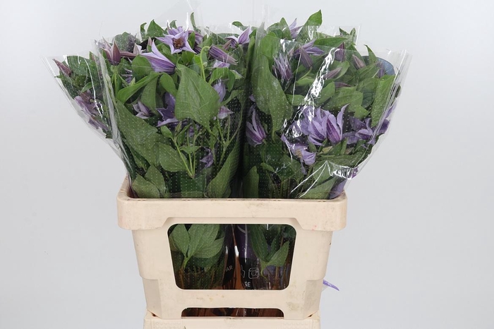 <h4>Clem Star River Lavendel</h4>