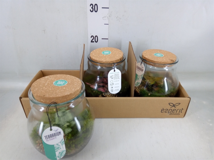 <h4>Arr.   Planten L%</h4>