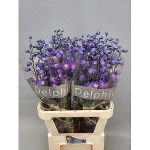 DELPHINIUM DU 'DELPHIS POWER'