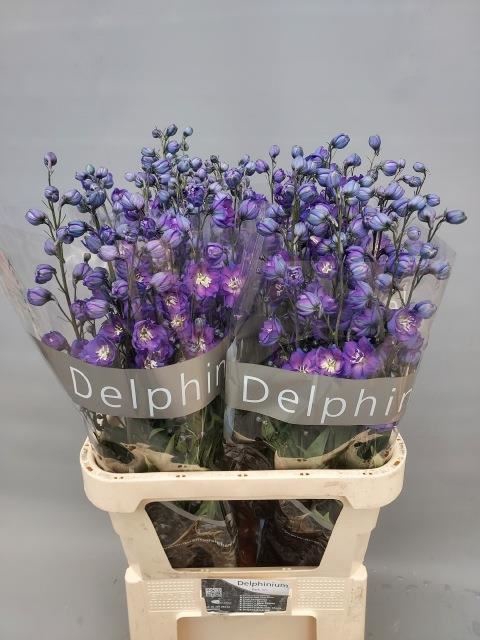 <h4>DELPHINIUM DU 'DELPHIS POWER'</h4>