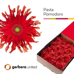 Ge Gr Pasta Pomodoro Box United