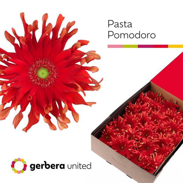 <h4>Ge Gr Pasta Pomodoro Box United</h4>