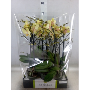 Phalaenopsis   ...yellow