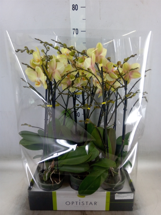 <h4>Phalaenopsis   ...yellow</h4>