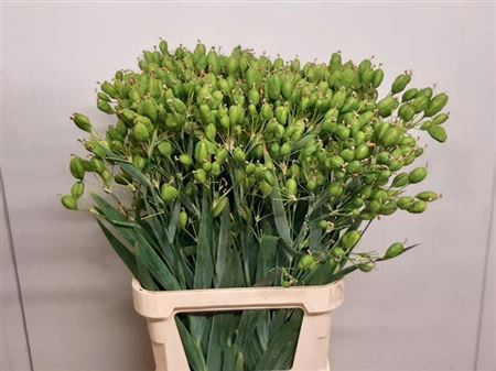 <h4>Iris Domestica</h4>