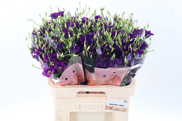 <h4>Eus E Botan Blue</h4>