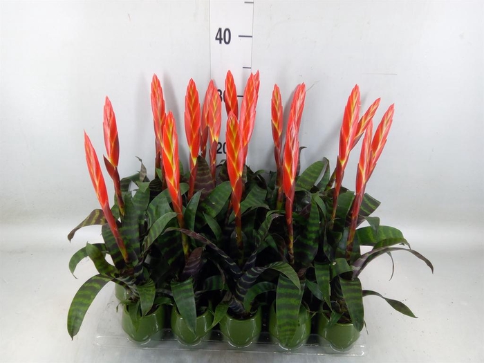 <h4>Vriesea 'Era'</h4>