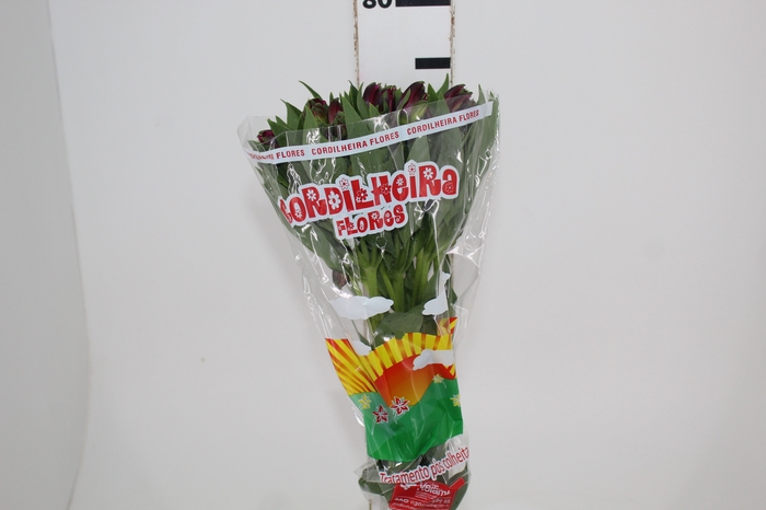 <h4>ALSTROEMERIA NAPOLI 080 CM</h4>
