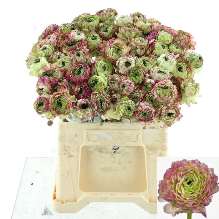 <h4>RAN PON PON MALVA</h4>