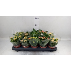 Kalanchoe blos.   ..rosebud mix  5
