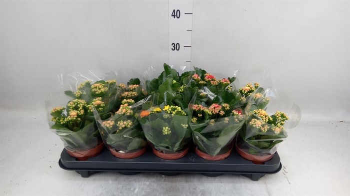 <h4>Kalanchoe blos.   ..rosebud mix  5</h4>