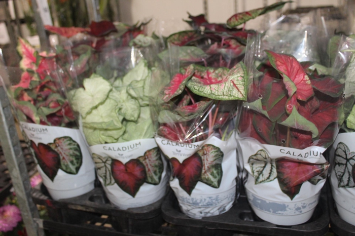 <h4>CALADIUM VARIADO P17</h4>