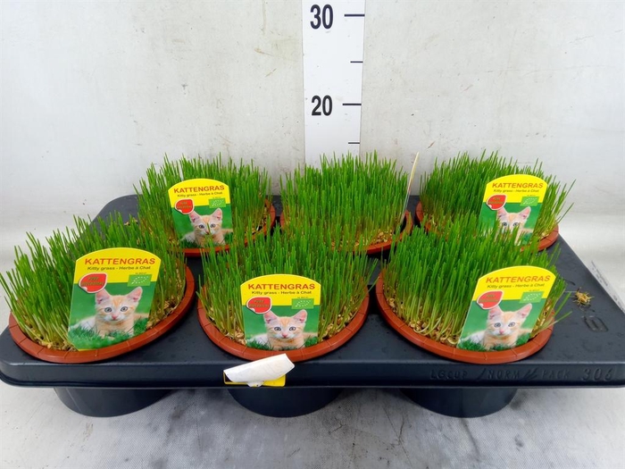 <h4>Hordeum sp.   ...kattegras zaai</h4>