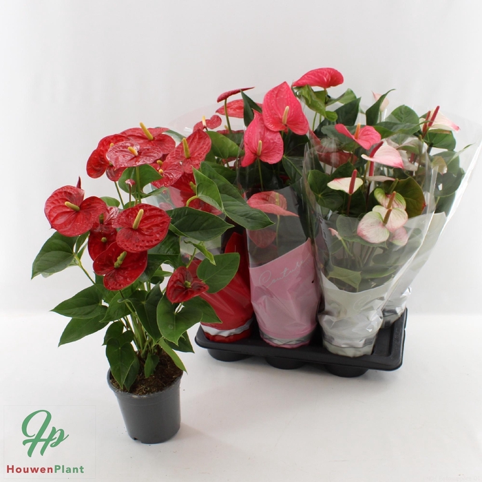 <h4>Anthu An Gem 4 Kl</h4>