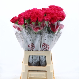Dianthus St Zeppelin