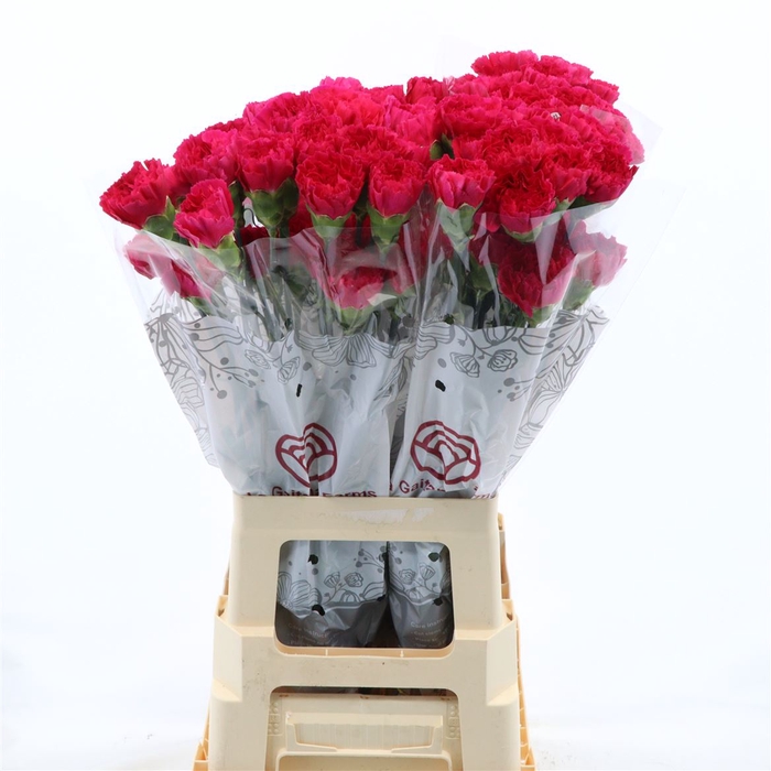 <h4>Dianthus St Zeppelin</h4>