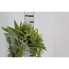 AMARANTHUS VERDE