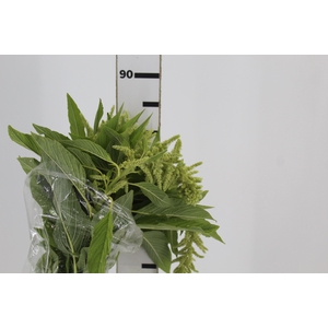 AMARANTHUS VERDE