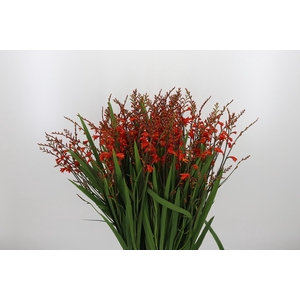 Crocosmia Klbl Red King