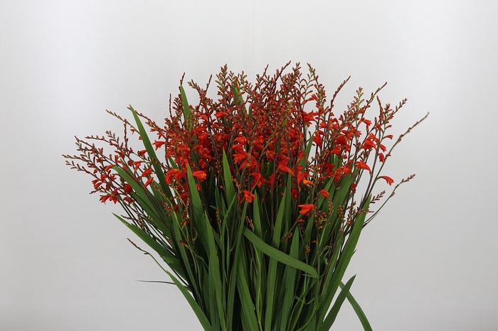 <h4>Crocosmia Klbl Red King</h4>