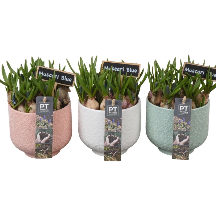 <h4>Arr.  Muscari L%</h4>