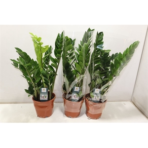 Zamioculcas Zamiifol
