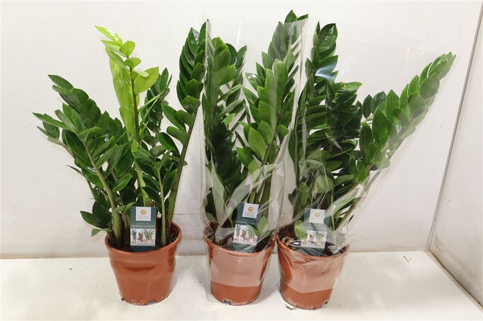 <h4>Zamioculcas Zamiifol</h4>