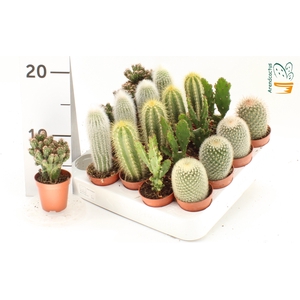 CACTUS GEM