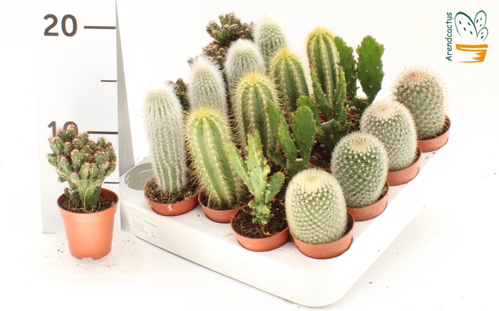<h4>CACTUS GEM</h4>